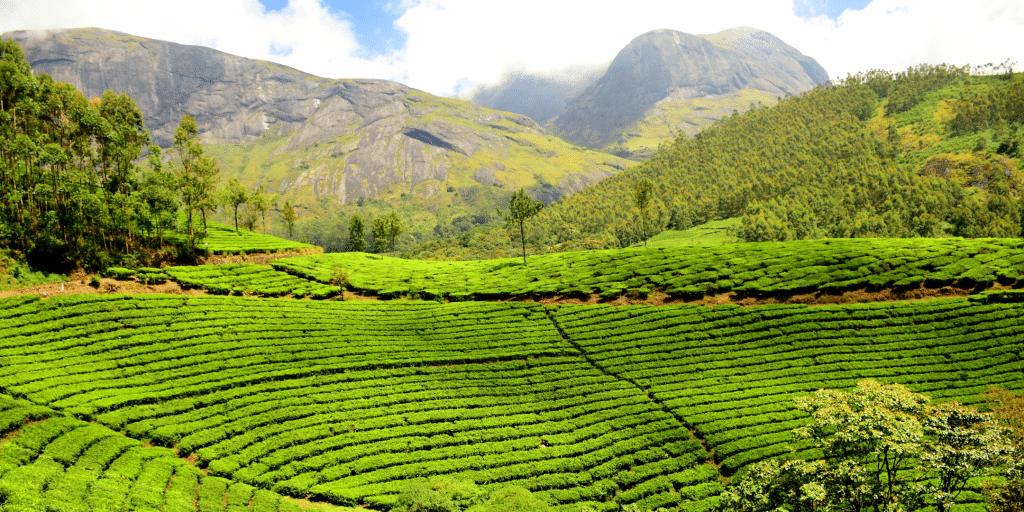 Ternyata Meski banyak kebun, teh bukan tanaman asli indonesia