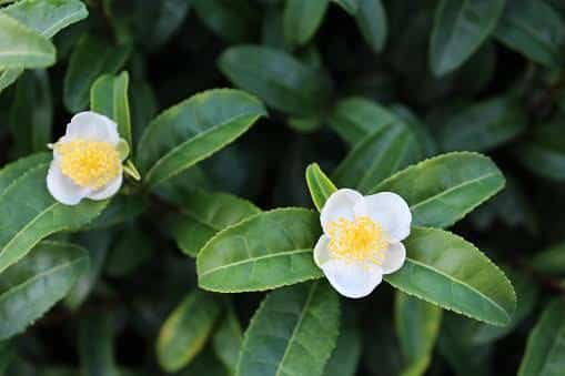 Daun teh Camellia Sinensis